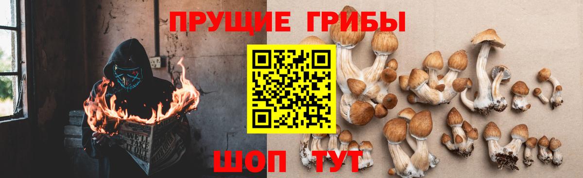 Псилоцибиновые грибы Psilocybine cubensis Кумертау